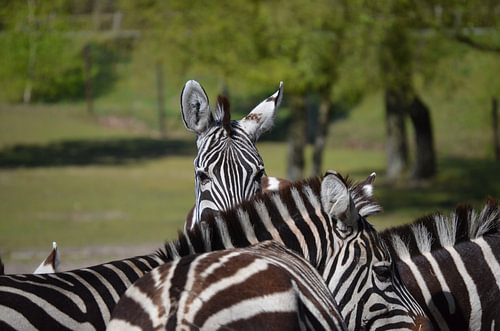 Zebra can