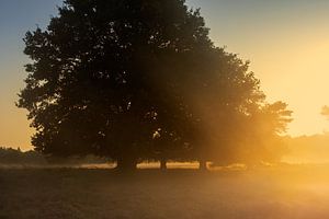 Arbres dans la brume du matin - Nuilerveld