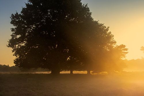 Bomen in ochtendmist – Nuilerveld