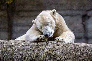 Der Eisbär von Christina Bauer Photos