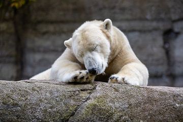 The polar bear by Christina Bauer Photos