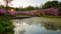 Rhododendrons at sunrise at a lake by Jenco van Zalk thumbnail