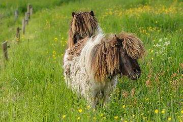 Shetland ponies van Peter Beks