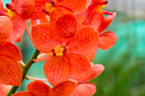 Orangkleurige orchidee in Thailand