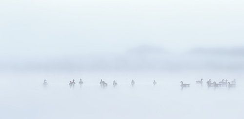 Ganzen in de mist..!!