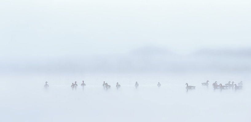 Geese in the fog!!! by Roy IJpelaar