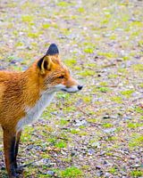 The Waiting Fox