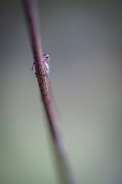 Timide van Elke van Putten