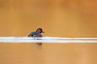 black necked grebe par Menno Schaefer Aperçu