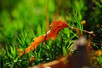 Herfst