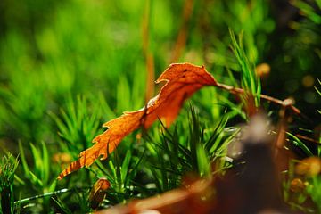 Herfst van Laurent Scheffer