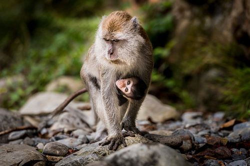 Moeder en kind makaak, monkey and baby