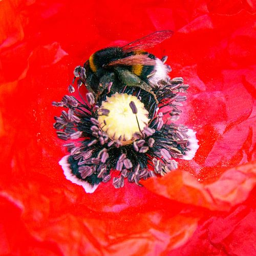 Klaproos met hommel, macro