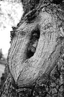 Knothole