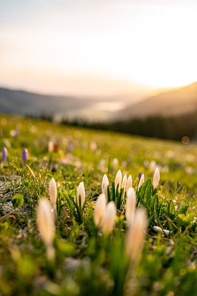 Lever de soleil sur le Hündle avec des crocus par Leo Schindzielorz
