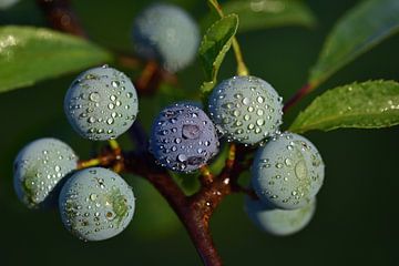 Close-up of sloes with drops of water by Ulrike Leone