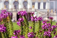 Bloemen van Kasteel Nymphenburg München van Photoart-Naegele thumbnail