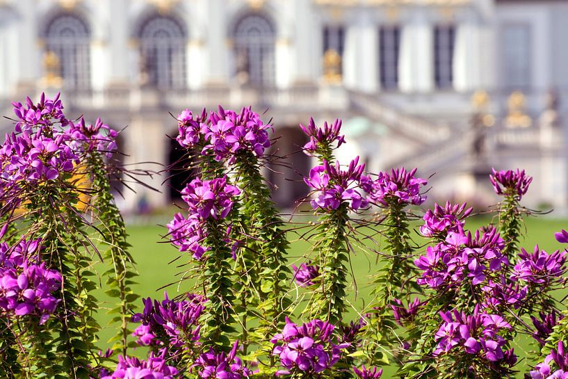Bloemen van Kasteel Nymphenburg München van Photoart-Naegele