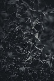 Natur im Detail #6 von Tamara S.