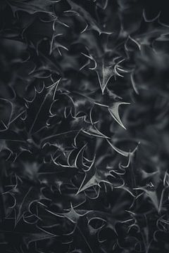 Natur im Detail #6 von Tamara S.