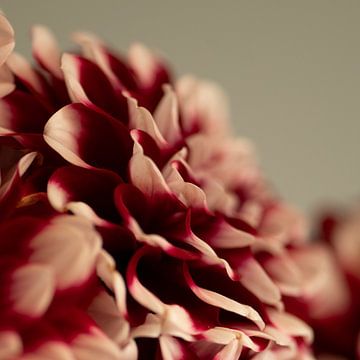 Dark moody dahlias's in a square format - moody nature photography by Christa Stroo photography