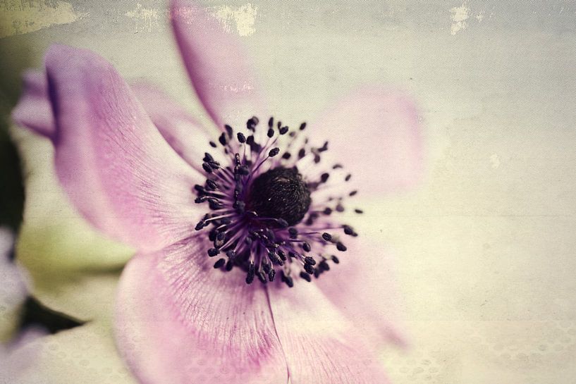 anemone... by Els Fonteine