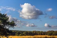 Leersumse veld