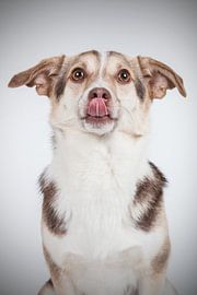 Hund im Studio von Lotte van Alderen