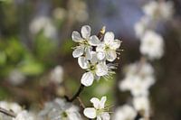 Fleur blanche de printemps
