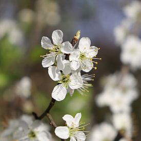 Witte lente bloesem van Gewoon een mooi plaatje