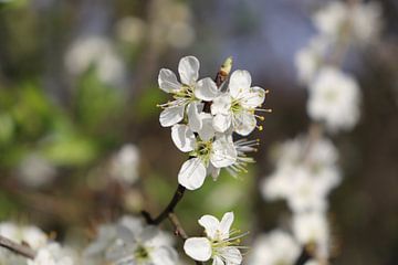 Witte lente bloesem van Gewoon een mooi plaatje
