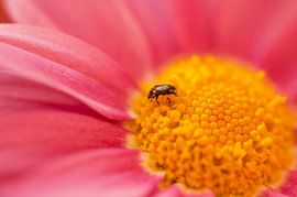 Käfer von Alena Holtz