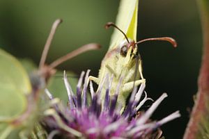 Citroenvlinders op distel sur Frouwkje Fotografie