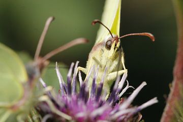 Citroenvlinders op distel van Frouwkje Fotografie