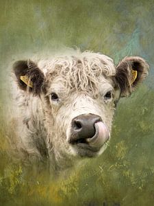 Galloway-Rind - Kunstvolles Tierfoto in Secret Safari-Farbton