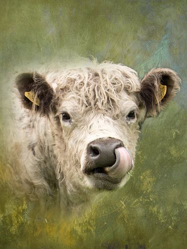 Galloway-Rind - Kunstvolles Tierfoto in Secret Safari-Farbton von Saranda Foto Art