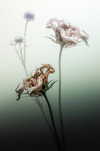 Misty Morning Mood - 3