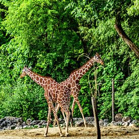 Giraffen im Zoo von Michael Nägele