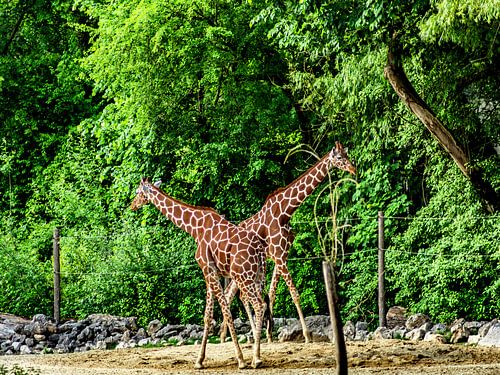 Les girafes au zoo