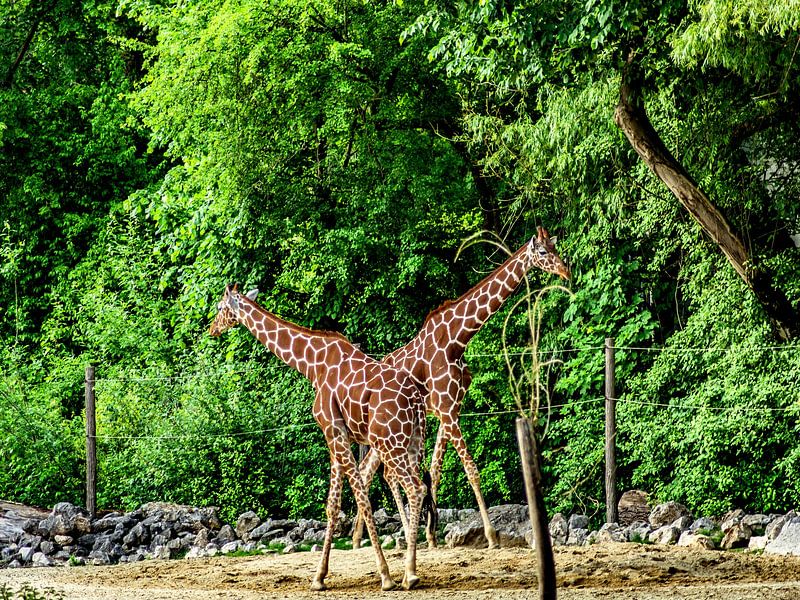 Giraffen in de dierentuin van Photoart-Naegele