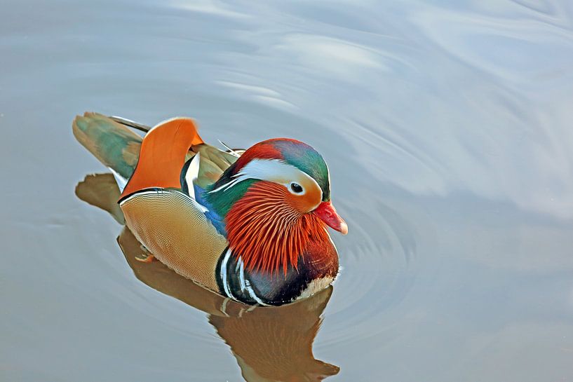 Mandarin-Ente - männlich von Ronald Smits