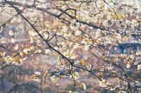 Enchanting Spring Morning: Blossom in the Sunrise