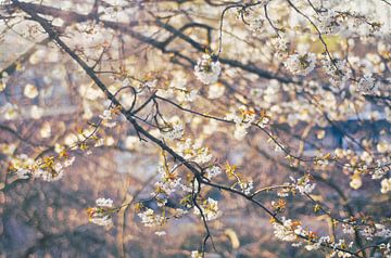 Sunny blossom