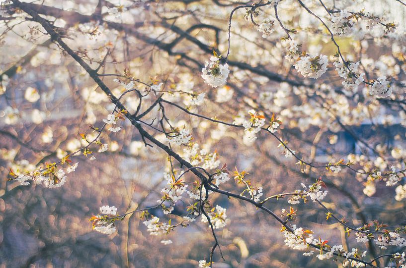 Sunny blossom van Elianne van Turennout