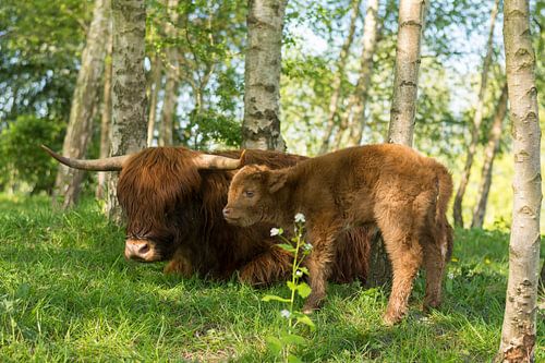 Schotse Hooglander met Kalfje
