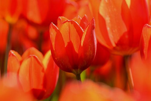Tulipe, rouge