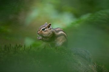 Écureuil terrestre sibérien dans la verdure sur Larissa Rand