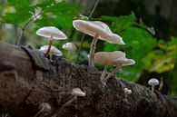 Porcelain fungus op een stam beukenhout van Marco Leeggangers thumbnail
