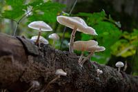 Porcelain fungus on a trunk of beech wood
