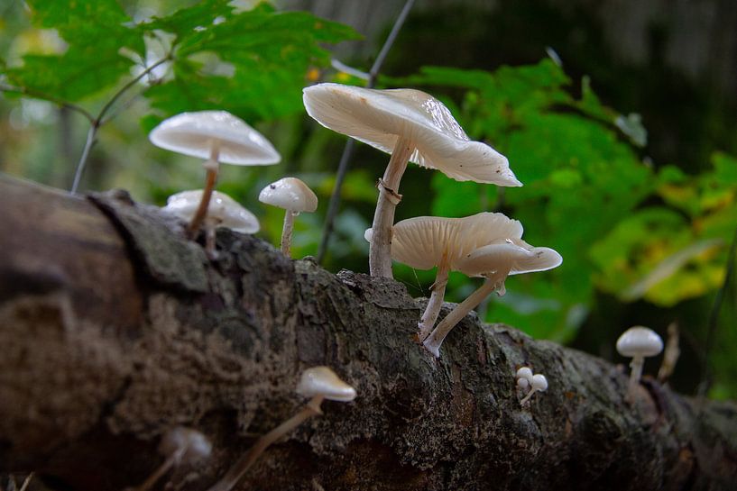 Porcelain fungus op een stam beukenhout van Marco Leeggangers